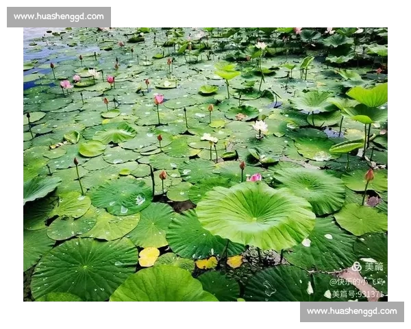 颠覆认知！莲藕与荷叶的共生真相大公开