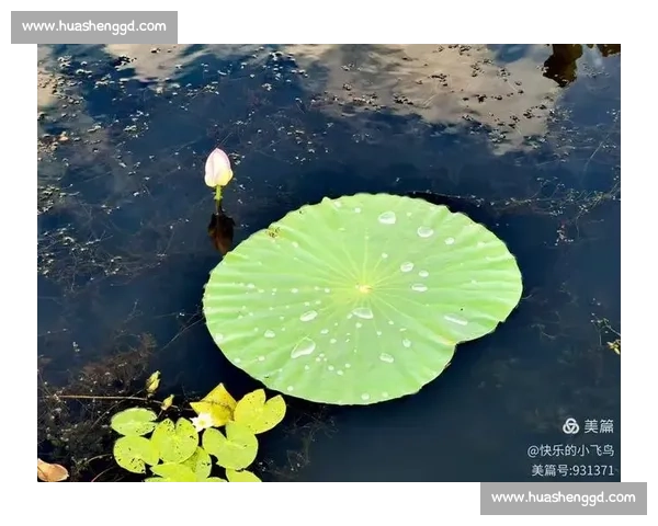 颠覆认知！莲藕与荷叶的共生真相大公开